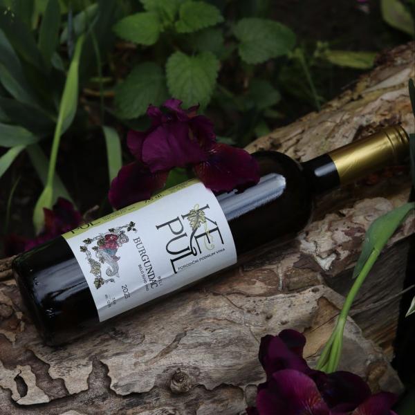 Beli burgundac