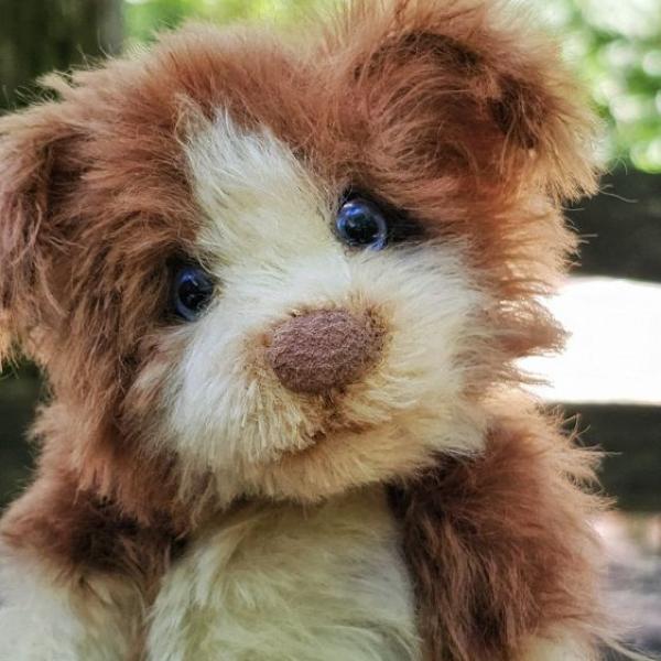 Sheltie Puppy