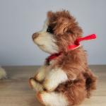 Sheltie Puppy